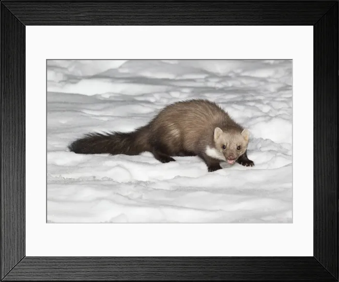 Framed Print : Beech / Stone Marten - in snow covered garden - Lower Saxony - Germany Framed Print : Beech / Stone Marten - in snow covered garden - Lower Saxony - Germany