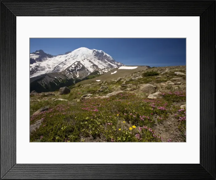Framed Print : High-altitude tundra dominated by red heather (Phyllodoce empetriformis) with some yellow heather (Phyllodoce glanduliflora) at 6-7000 ft on Mount Rainier, Cascade Mountains, Washington Framed Print : High-altitude tundra dominated by red heather (Phyllodoce empetriformis) with some yellow heather (Phyllodoce glanduliflora) at 6-7000 ft on Mount Rainier, Cascade Mountains, Washington