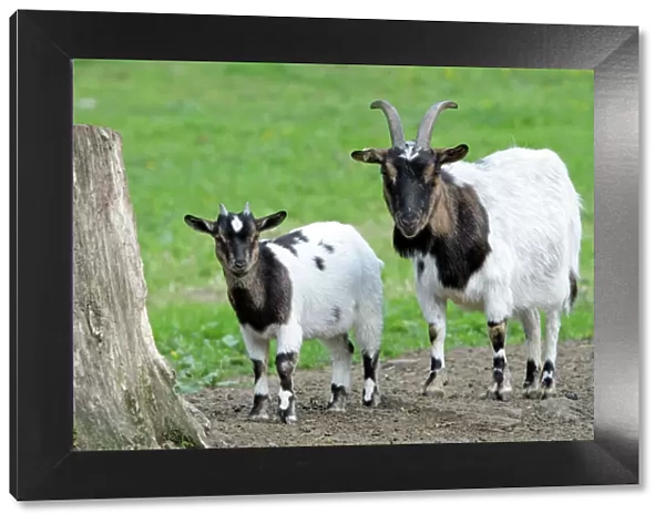 Domestic Goat - female with kid - Hessen - Germany