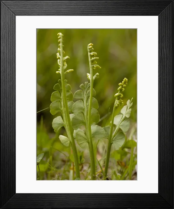 Framed Print : Moonwort (Botrychium lunaria); an unusual fern. With fertile fronds. Scotland Framed Print : Moonwort (Botrychium lunaria); an unusual fern. With fertile fronds. Scotland