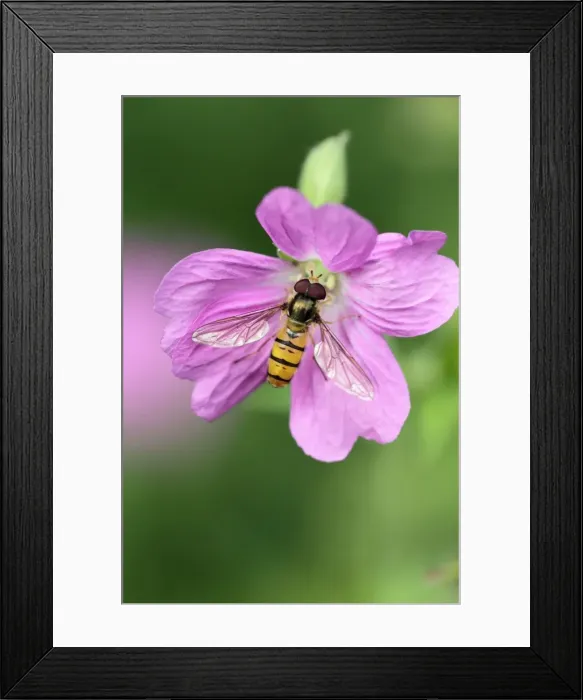 Framed Print : Hoverfly - feeding on flower in garden - Lower Saxony - Germany Framed Print : Hoverfly - feeding on flower in garden - Lower Saxony - Germany