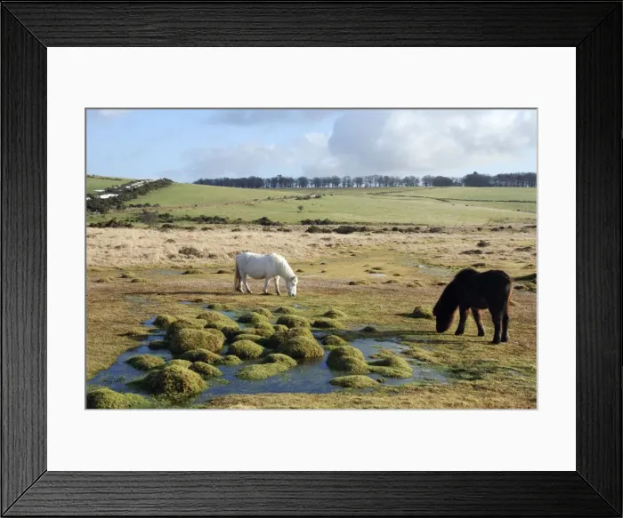 Framed Print : Dartmoor Pony in winter coat eating the last of the overgrazed winter grass Framed Print : Dartmoor Pony in winter coat eating the last of the overgrazed winter grass