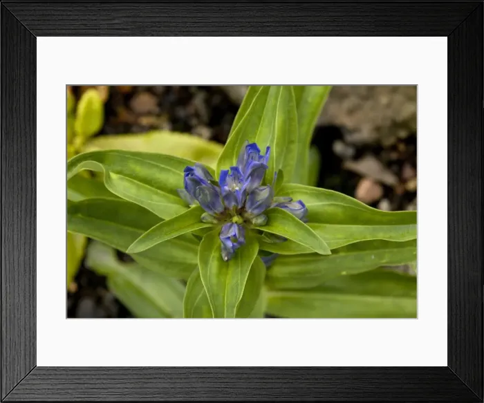 Framed Print : Cross gentian (Gentiana cruciata), Alps Framed Print : Cross gentian (Gentiana cruciata), Alps
