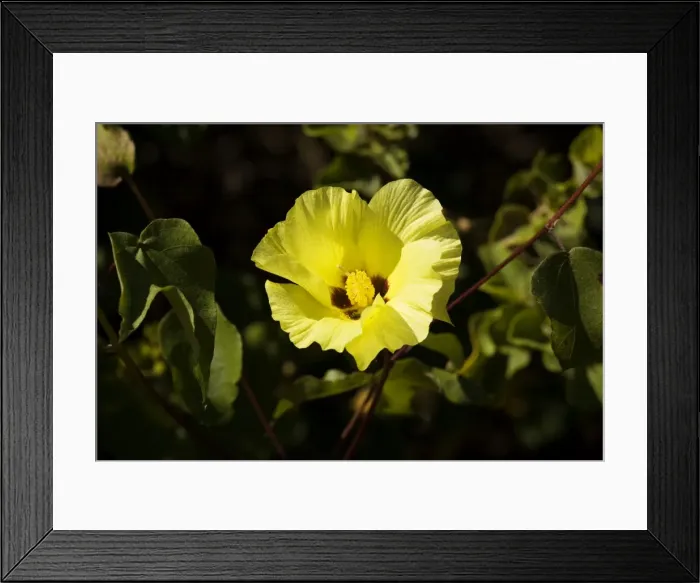 Framed Print : Galapagos cotton (Gossypium barbadense var darwinii ) in flower Framed Print : Galapagos cotton (Gossypium barbadense var darwinii ) in flower
