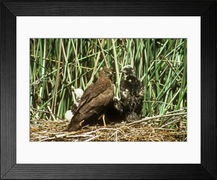 Framed Print : African Marsh Harrier - with chicks at nest Framed Print : African Marsh Harrier - with chicks at nest