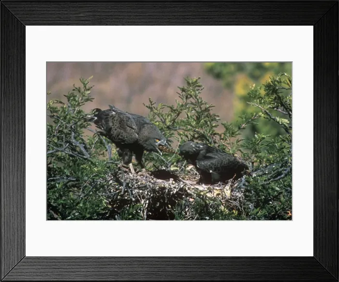 Framed Print : Brown Snake Eagle - 7 week old nestling pulls a large Puff Adder Snake Framed Print : Brown Snake Eagle - 7 week old nestling pulls a large Puff Adder Snake