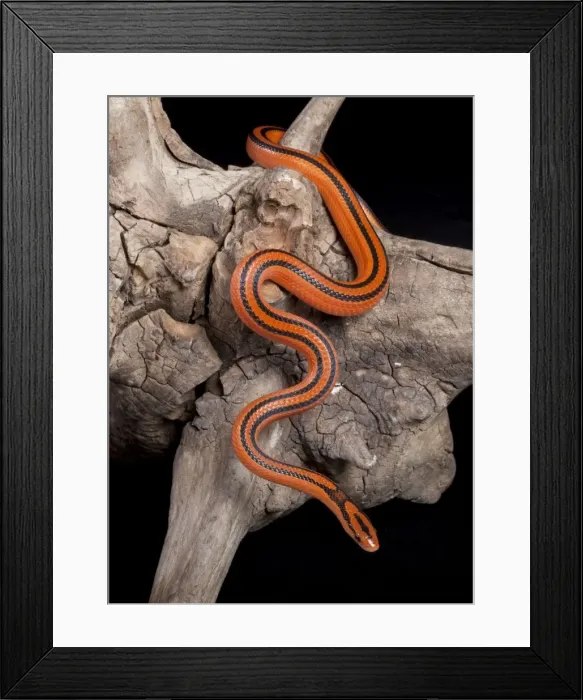 Framed Print : Black-banded Trinket Snake / Thai Bamboo Ratsnake / Red Mountain Racer - Asia Framed Print : Black-banded Trinket Snake / Thai Bamboo Ratsnake / Red Mountain Racer - Asia