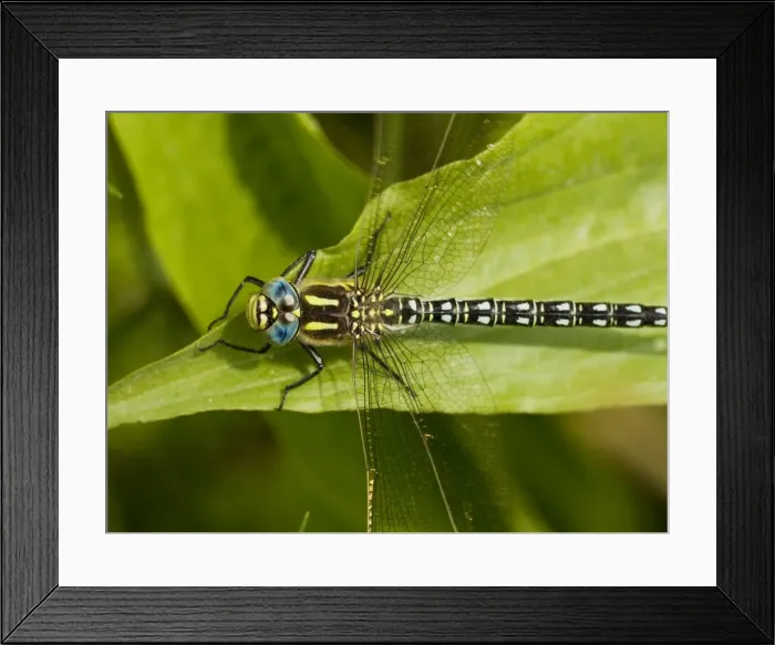 Framed Print : Hairy Hawker - male. Estonia Framed Print : Hairy Hawker - male. Estonia