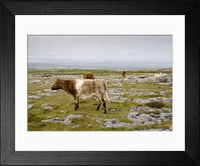 Framed Print : Cattle grazing high limestone pavement and pasture at Black Head, the Burren, Eire Framed Print : Cattle grazing high limestone pavement and pasture at Black Head, the Burren, Eire