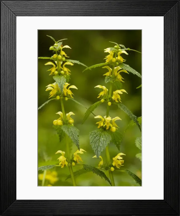 Framed Print : Yellow Archangel (Lamiastrum galeobdolon) in flower in spring. Old woodland plant in UK Framed Print : Yellow Archangel (Lamiastrum galeobdolon) in flower in spring. Old woodland plant in UK
