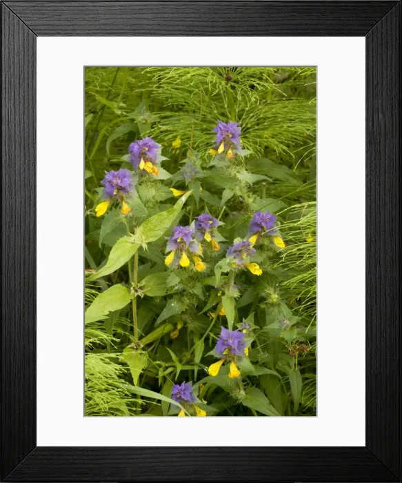 Framed Print : A cow-wheat (Melampyrum nemorosum), from Sweden and the Alps
