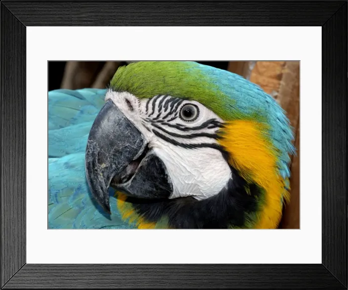 Framed Print : Blue and Yellow Macaw - forested areas of South America Framed Print : Blue and Yellow Macaw - forested areas of South America