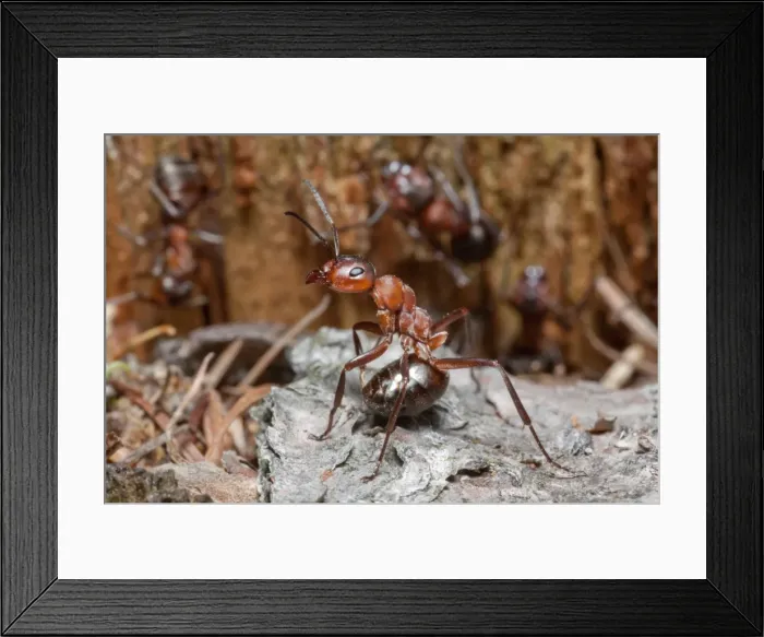 Framed Print : Wood Ant - soldier ant in the defence position ready to spray formic acid from lower abdomen - Lower Saxony - Germany Framed Print : Wood Ant - soldier ant in the defence position ready to spray formic acid from lower abdomen - Lower Saxony - Germany