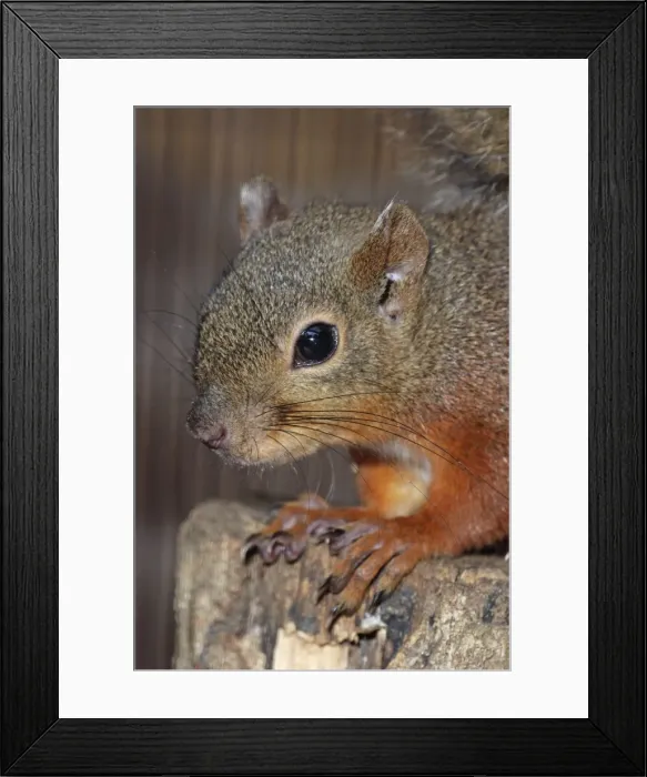 Framed Print : Japanese Red Squirrel Framed Print : Japanese Red Squirrel