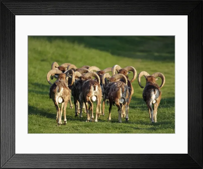 Framed Print : Mouflon - herd of rams from behind - Hessen - Germany Framed Print : Mouflon - herd of rams from behind - Hessen - Germany