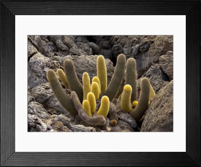 Framed Print : Lava cactus (Brachycereus nesioticus) on lava, Floreana, Galapagos Framed Print : Lava cactus (Brachycereus nesioticus) on lava, Floreana, Galapagos