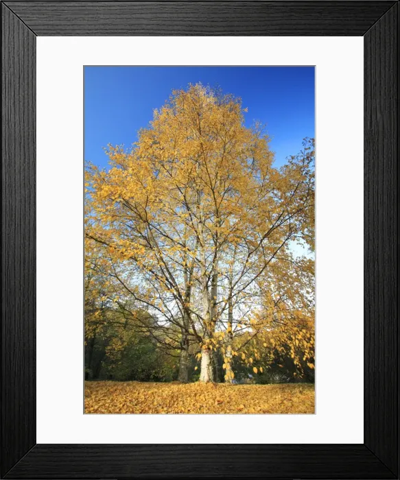 Framed Print : Birch Trees - in autumn colour, Hessen, Germany Framed Print : Birch Trees - in autumn colour, Hessen, Germany