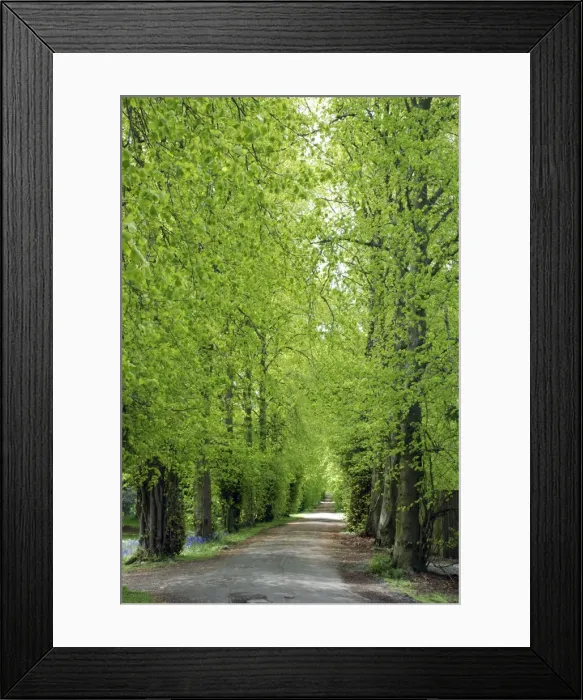 Framed Print : Lime Tree avenue in Spring, Hopetoun House, Scotland Framed Print : Lime Tree avenue in Spring, Hopetoun House, Scotland