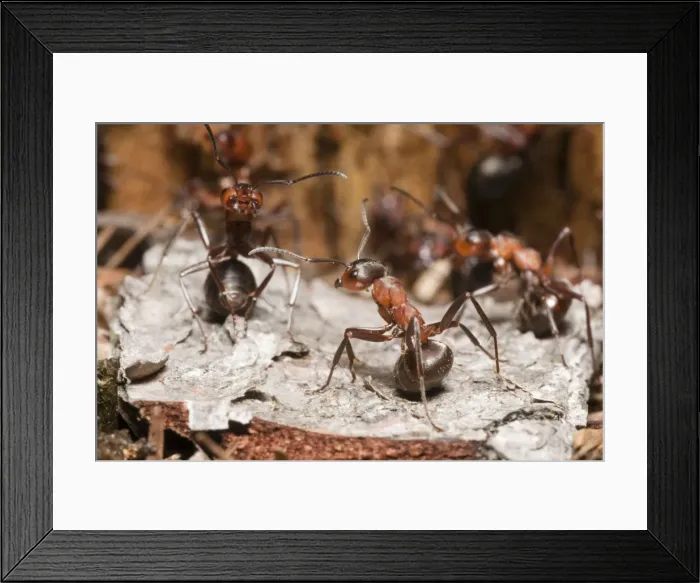 Framed Print : Wood Ant - soldier ants in the defence position ready to spray formic acid from lower abdomen - Lower Saxony - Germany Framed Print : Wood Ant - soldier ants in the defence position ready to spray formic acid from lower abdomen - Lower Saxony - Germany