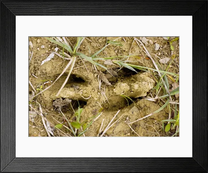 Framed Print : Footprint of Elk / Moose - Estonia Framed Print : Footprint of Elk / Moose - Estonia