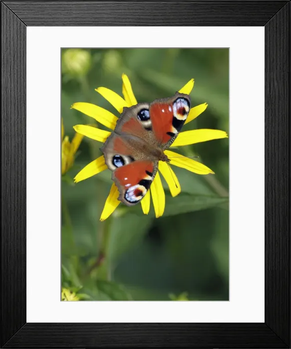 Framed Print : Peacock Butterfly - feeding on garden flower - Lower Saxony - Germany Framed Print : Peacock Butterfly - feeding on garden flower - Lower Saxony - Germany