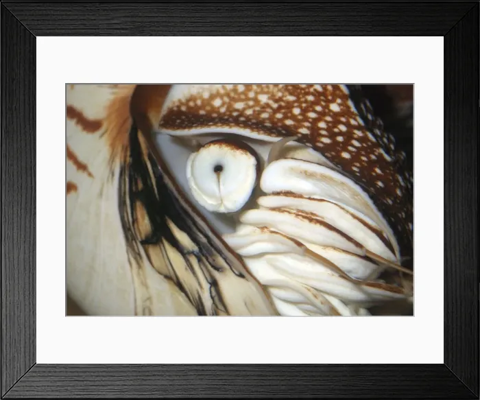 Framed Print : Pearly Nautilus eye, Indo Pacific Framed Print : Pearly Nautilus eye, Indo Pacific