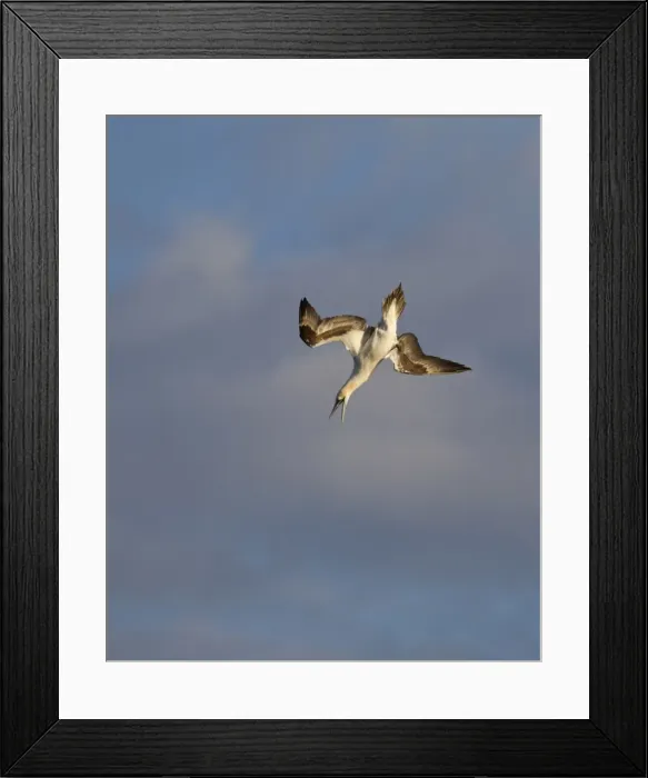 Framed Print : Gannet - screaching with open bill as it dives into the sea for food - Dorset - August Framed Print : Gannet - screaching with open bill as it dives into the sea for food - Dorset - August