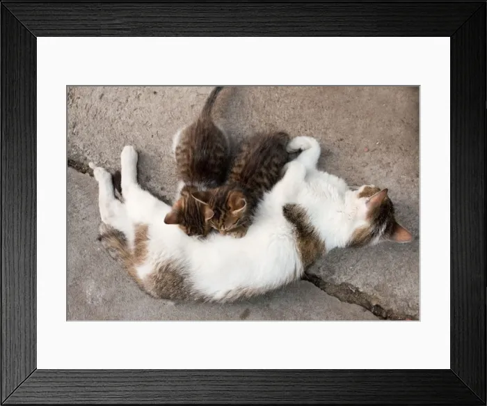 Framed Print : Cat - Mother with kittens suckling - saxon village courtyard, Romania Framed Print : Cat - Mother with kittens suckling - saxon village courtyard, Romania