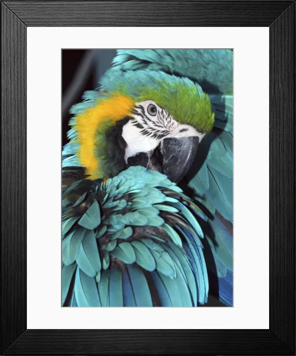 Framed Print : Blue and Yellow Macaw - preening - forested areas of South America Framed Print : Blue and Yellow Macaw - preening - forested areas of South America