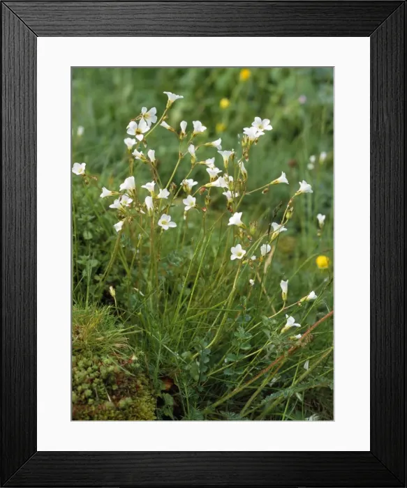 Framed Print : Meadow Saxifrage - old pasture Framed Print : Meadow Saxifrage - old pasture