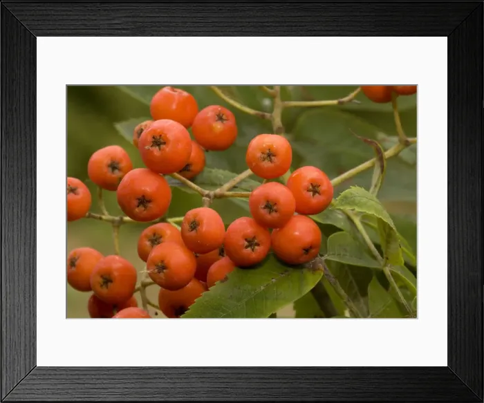 Framed Print : Rowan or mountain ash berries (Sorbus aucuparia). Dorset Framed Print : Rowan or mountain ash berries (Sorbus aucuparia). Dorset