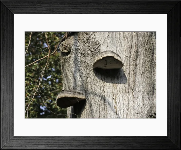 Framed Print : Oak Polypore Framed Print : Oak Polypore