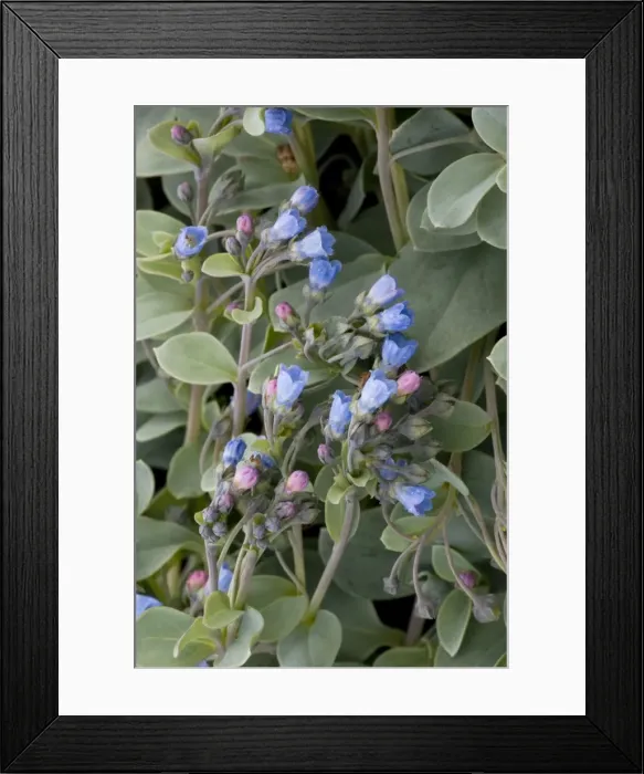 Framed Print : Oyster plant (Mertensia maritima) growing on strandline. Rare in north Britain Framed Print : Oyster plant (Mertensia maritima) growing on strandline. Rare in north Britain