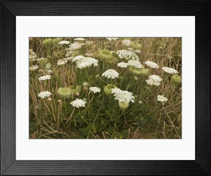 Framed Print : Wild carrot (Daucus carota), on the Dorset coast Framed Print : Wild carrot (Daucus carota), on the Dorset coast