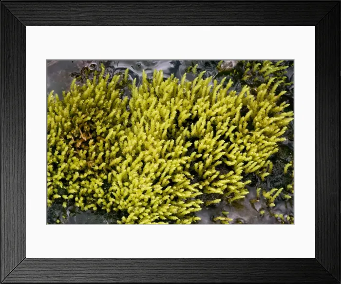 Framed Print : An upland moss, Philonotis fontana. Scotland Framed Print : An upland moss, Philonotis fontana. Scotland