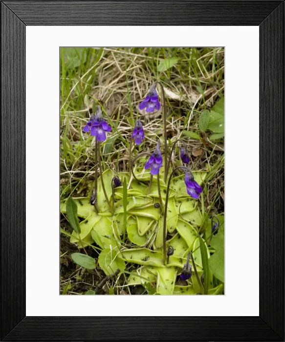 Framed Print : Common butterwort (Pinguicula vulgaris) in flower, with insects on leaves. Scotland Framed Print : Common butterwort (Pinguicula vulgaris) in flower, with insects on leaves. Scotland
