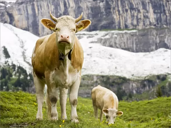 Cattle grazing high in the Swiss Alps near Wengen, Switzerland