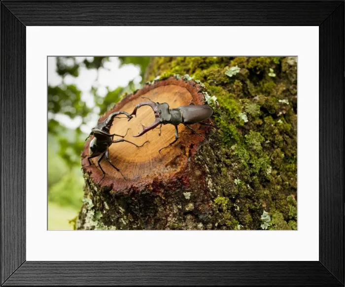 Framed Print : Greater Stag Beetles - males interacting, on old oak tree; Romania Framed Print : Greater Stag Beetles - males interacting, on old oak tree; Romania