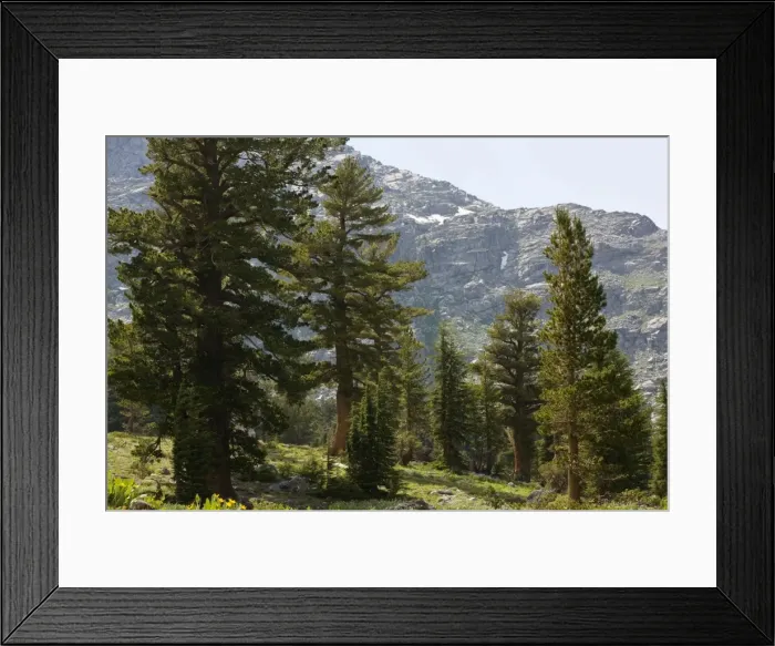 Framed Print : Grove of Red Firs - near Winnemucca Lake in the Sierra Nevada, Carson Pass, California Framed Print : Grove of Red Firs - near Winnemucca Lake in the Sierra Nevada, Carson Pass, California