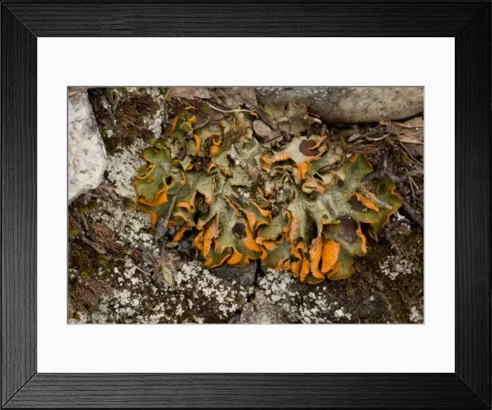 Framed Print : A snowpatch lichen (Solorina crocea), occurs at high altitudes in Scotland Framed Print : A snowpatch lichen (Solorina crocea), occurs at high altitudes in Scotland