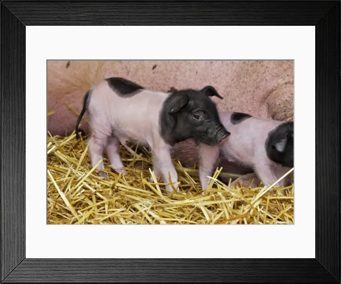 Framed Print : Limousin Pig - piglet four days old. Originated West Massif Central. France Framed Print : Limousin Pig - piglet four days old. Originated West Massif Central. France