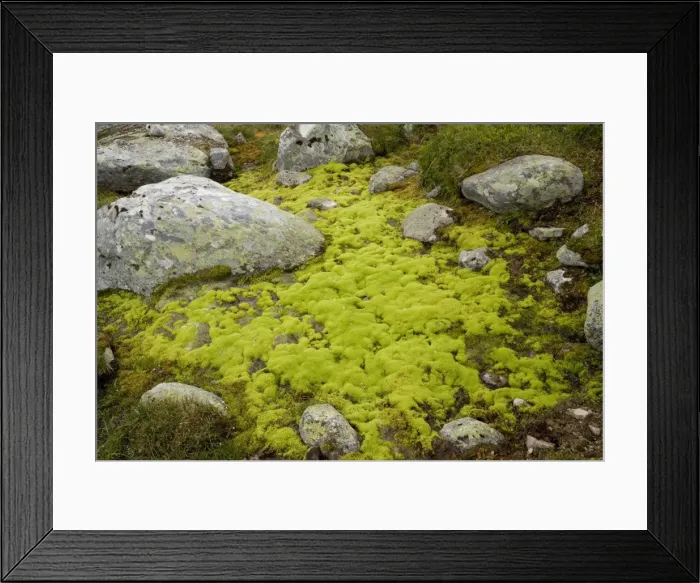Framed Print : Mossy hillside bog, dominated by the moss Philonotis fontana. Norway. Dovrefjell National Park Framed Print : Mossy hillside bog, dominated by the moss Philonotis fontana. Norway. Dovrefjell National Park