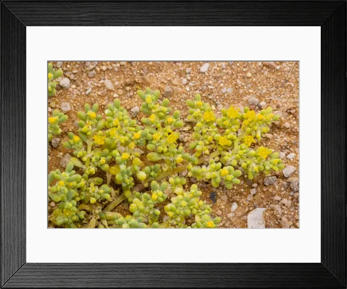 Framed Print : An annual Zygophyllum, (Zygophyllum simplex), Namibia Framed Print : An annual Zygophyllum, (Zygophyllum simplex), Namibia