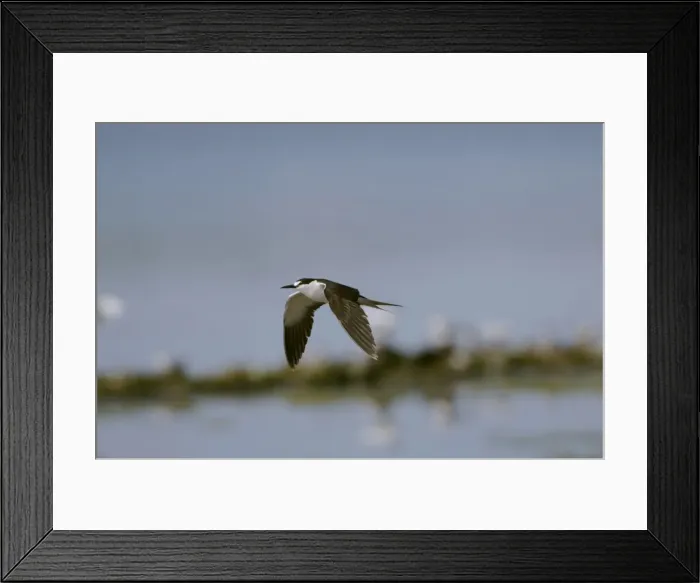 Framed Print : Sooty Tern - in flight - Wales - July