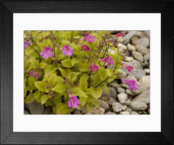Framed Print : Large-flowered calamint (Calamintha grandiflora), Alps Framed Print : Large-flowered calamint (Calamintha grandiflora), Alps