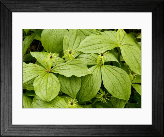 Framed Print : Herb Paris (Paris quadrifolia) in flower, spring Framed Print : Herb Paris (Paris quadrifolia) in flower, spring