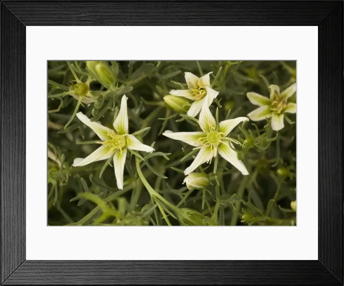 Framed Print : Syrian rue (Peganum harmala). Desert plant Framed Print : Syrian rue (Peganum harmala). Desert plant