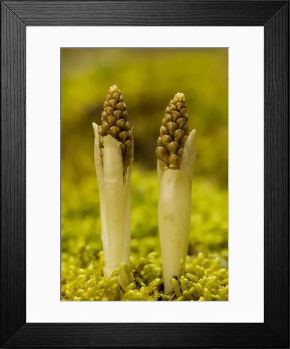 Framed Print : Bird's nest orchid (Neottia nidus-avis) - young spikes emerging