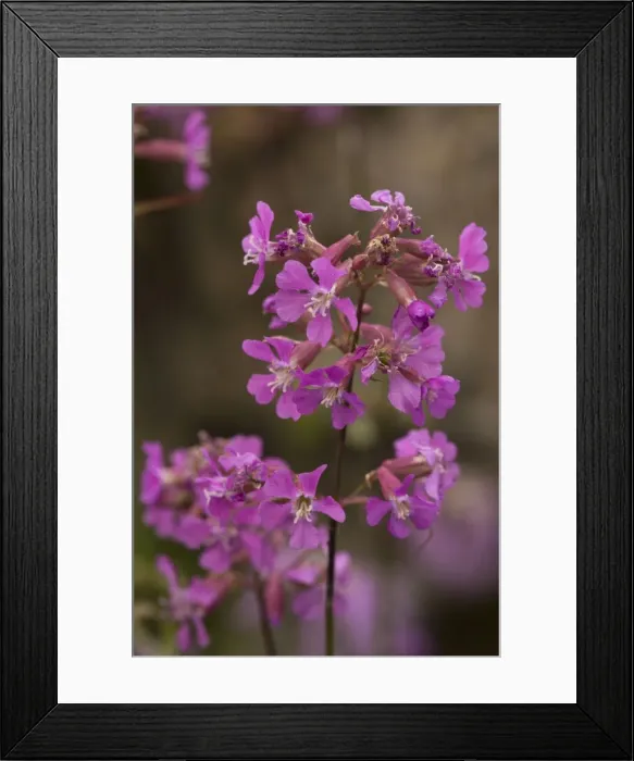 Framed Print : Sticky catchfly (Lychnis viscaria); very rare in UK Framed Print : Sticky catchfly (Lychnis viscaria); very rare in UK