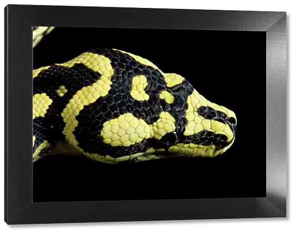 Jungle Carpet Python - head - Cheynei sub-species - Australia - New-Guinea